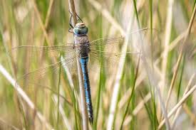 Attēlu rezultāti vaicājumam “Anax parthenope”