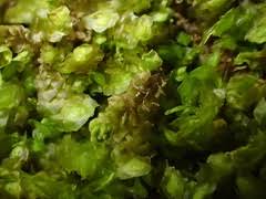 Attēlu rezultāti vaicājumam “Scapania irrigua”