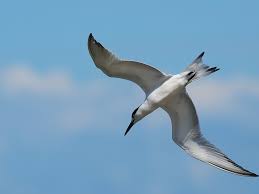 Image result for Sterna acuflavida