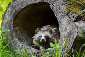 Attēlu rezultāti vaicājumam “Nyctereutes procyonoides”