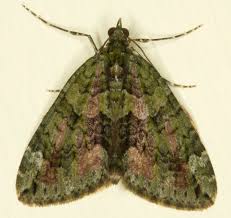 Attēlu rezultāti vaicājumam “Chloroclysta siterata”