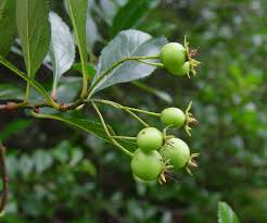 Attēlu rezultāti vaicājumam “Echinochloa crus-galli fruit”