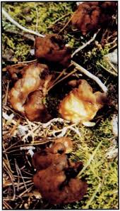 Attēlu rezultāti vaicājumam “Gyromitra gigas”