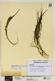 Attēlu rezultāti vaicājumam “Stuckenia filiformis”