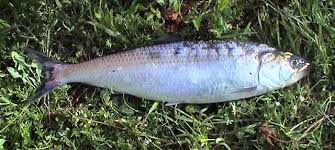 Image result for Alosa alosa