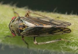 Attēlu rezultāti vaicājumam “Oncopsis sp.”