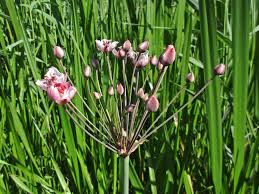 Attēlu rezultāti vaicājumam “Butomaceae”