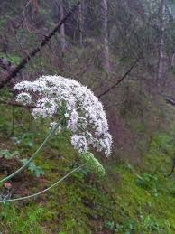 Attēlu rezultāti vaicājumam “Laserpitium latifolium leaf”