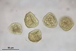 Attēlu rezultāti vaicājumam “Phaeoceros laevis subsp. carolinianus”