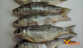 Image result for Rutilus caspicus