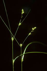 Attēlu rezultāti vaicājumam “Carex remota”