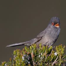 Image result for Sylvia sarda