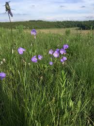 Attēlu rezultāti vaicājumam “Campanula rotundifolia”
