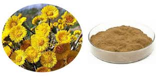 Attēlu rezultāti vaicājumam “Tussilago farfara fruit”