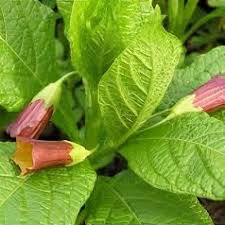 Attēlu rezultāti vaicājumam “Scopolia carniolica flower”