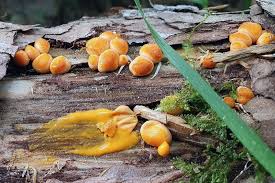 Attēlu rezultāti vaicājumam “Lycogala asperum”