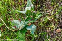 Attēlu rezultāti vaicājumam “Taphrina padi”