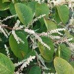 Attēlu rezultāti vaicājumam “Reynoutria sachalinensis fruit”