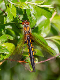 Attēlu rezultāti vaicājumam “Epitheca bimaculata”