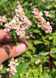 Attēlu rezultāti vaicājumam “Fagopyrum esculentum flower”