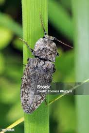 Attēlu rezultāti vaicājumam “Hemicrepidius sp.”