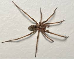 Attēlu rezultāti vaicājumam “Tegenaria sp.”