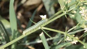 Attēlu rezultāti vaicājumam “Hyles gallii imago”