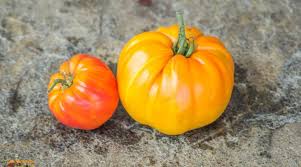 Afbeeldingsresultaat voor kosmonaut volkov 68D tomato