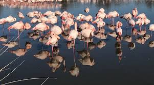 Image result for parque natural de camargue