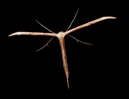 Attēlu rezultāti vaicājumam “Stenoptilia pterodactyla”