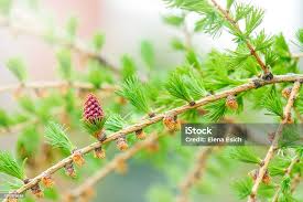 Attēlu rezultāti vaicājumam “Larix decidua flower”