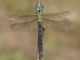 Attēlu rezultāti vaicājumam “Aeshna viridis”