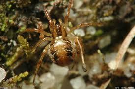 Attēlu rezultāti vaicājumam “Phylloneta sp.”