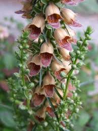 Image result for Digitalis ferruginea
