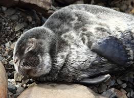 Image result for Pusa hispida