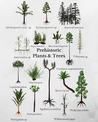 Attēlu rezultāti vaicājumam “Clastodermataceae”