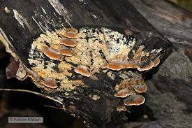 Attēlu rezultāti vaicājumam “Pycnoporellus fulgens”