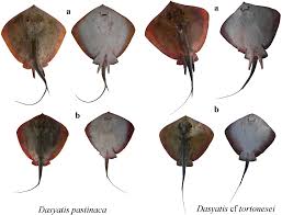 Image result for Dasyatis chrysonota