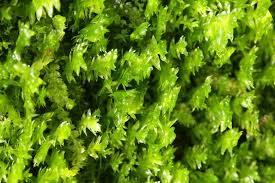 Attēlu rezultāti vaicājumam “Plagiothecium denticulatum”