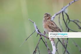 Image result for Emberiza leucocephalos