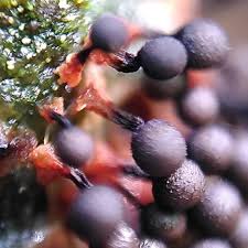 Attēlu rezultāti vaicājumam “Metatrichia floriformis”