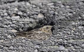 Image result for Caprimulgus ruficollis