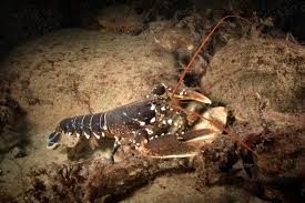 Image result for Homarus gammarus