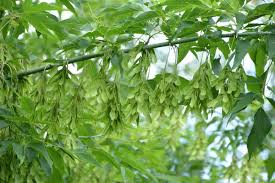 Attēlu rezultāti vaicājumam “Acer negundo fruit”