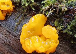 Attēlu rezultāti vaicājumam “Dacrymyces chrysospermus spores”