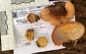 Attēlu rezultāti vaicājumam “Lentinellus ursinus”