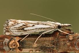 Attēlu rezultāti vaicājumam “Catoptria falsella”