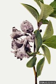 Attēlu rezultāti vaicājumam “Exobasidium vaccinii”