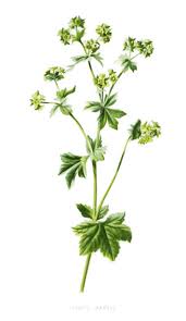 Image result for Alchemilla vulgaris