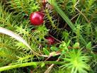 Cranberry (Vaccinium - via Daymix